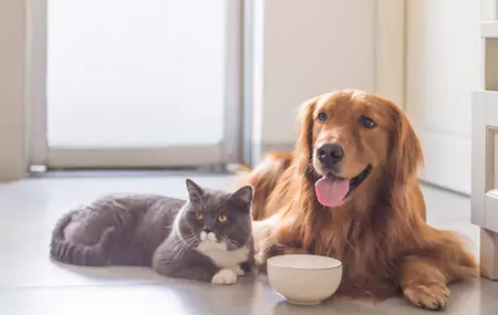 An féidir le hamsters déileálann madra a ithe?